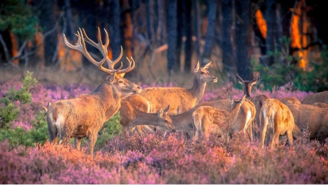 Sfeervol Chalet Op De Veluwe Putten Eksteriør bilde